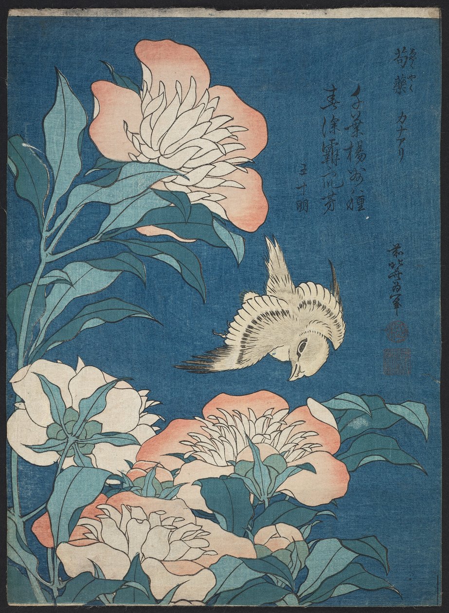牡丹和金丝雀（Shakuyaku，kanaari），来自一个名为小花的无标题系列 作者 葛饰北斋