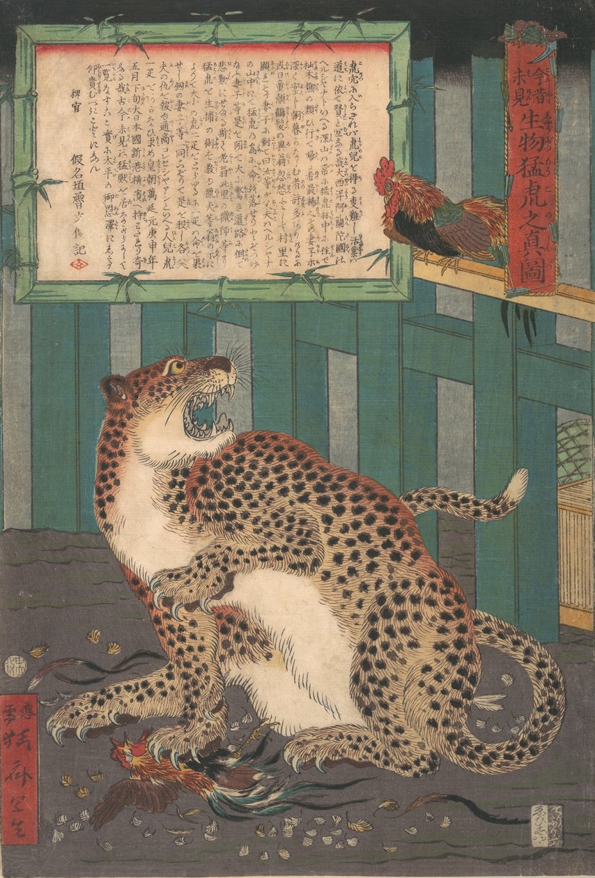 以前从未见过：一个活生生的野生老虎的真实图片......，1860年6月。 作者 川边京菜