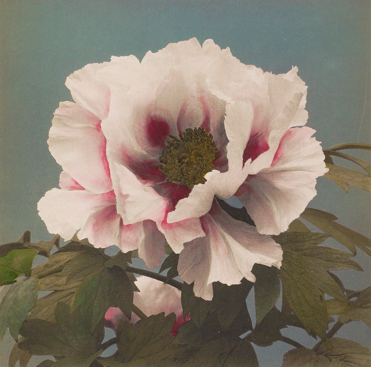 树状芍药 作者 小川和正