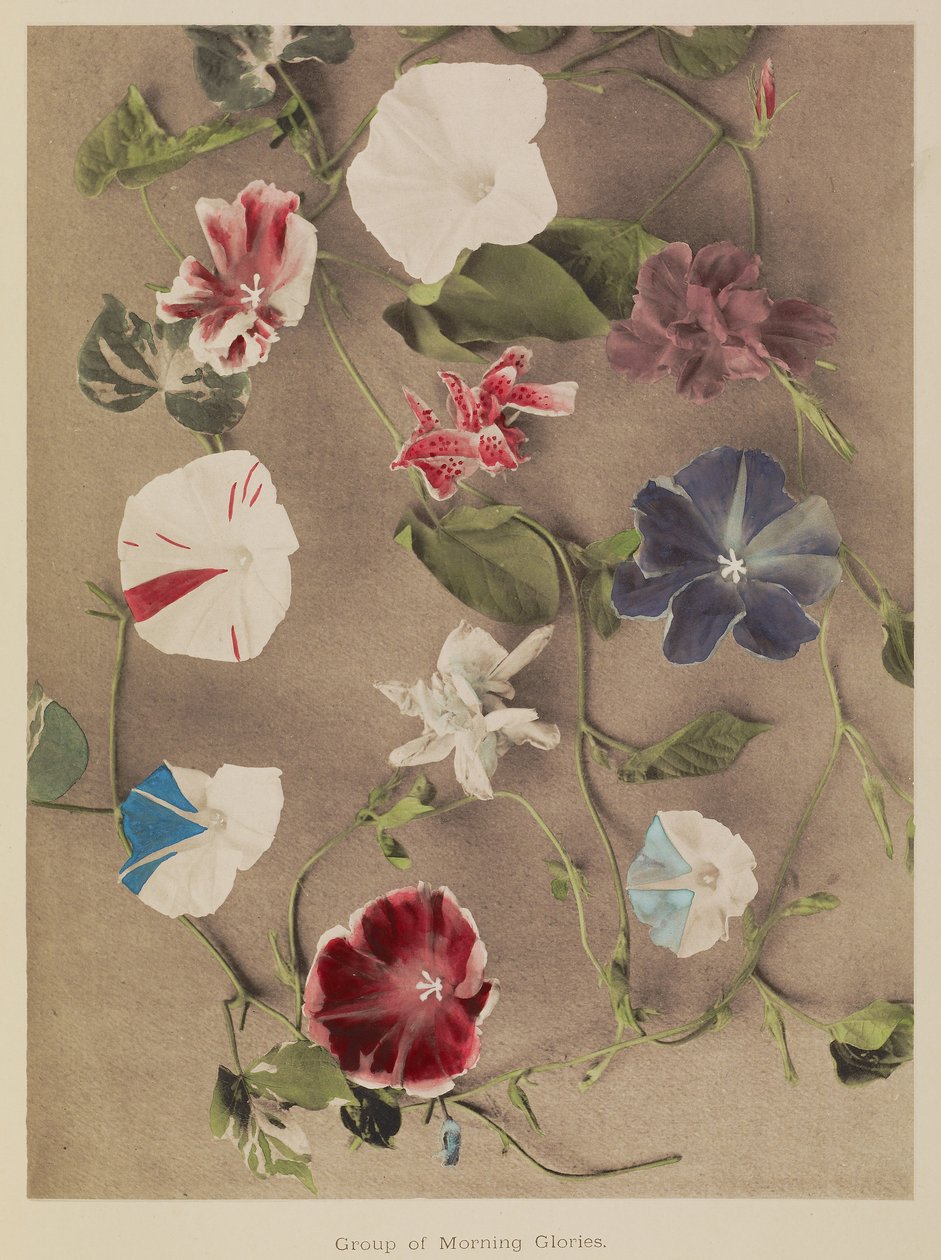 牵牛花群 作者 小川和正