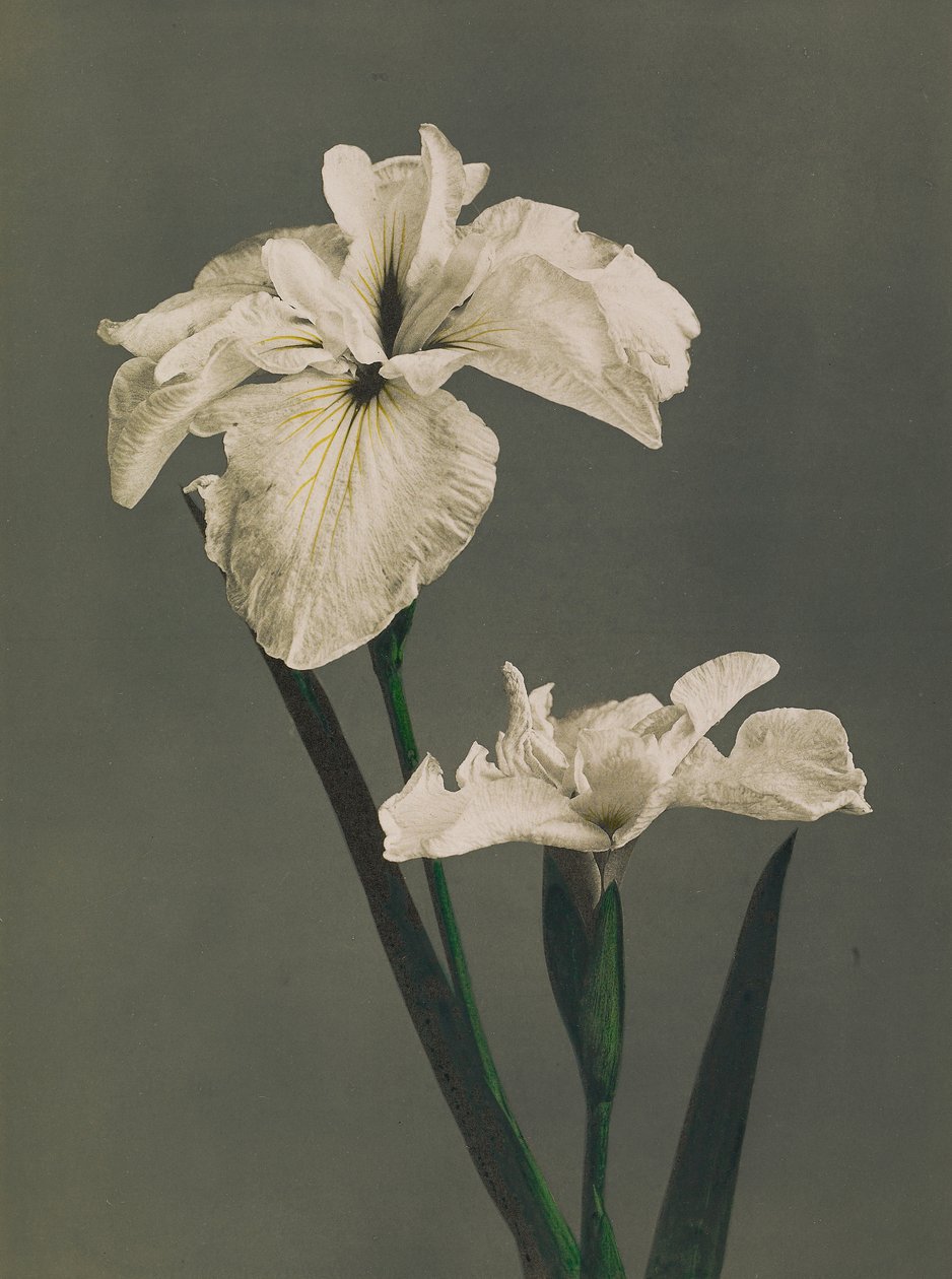 Iris Kaempferi，1896年（手工色彩珂罗版） 作者 小川和正