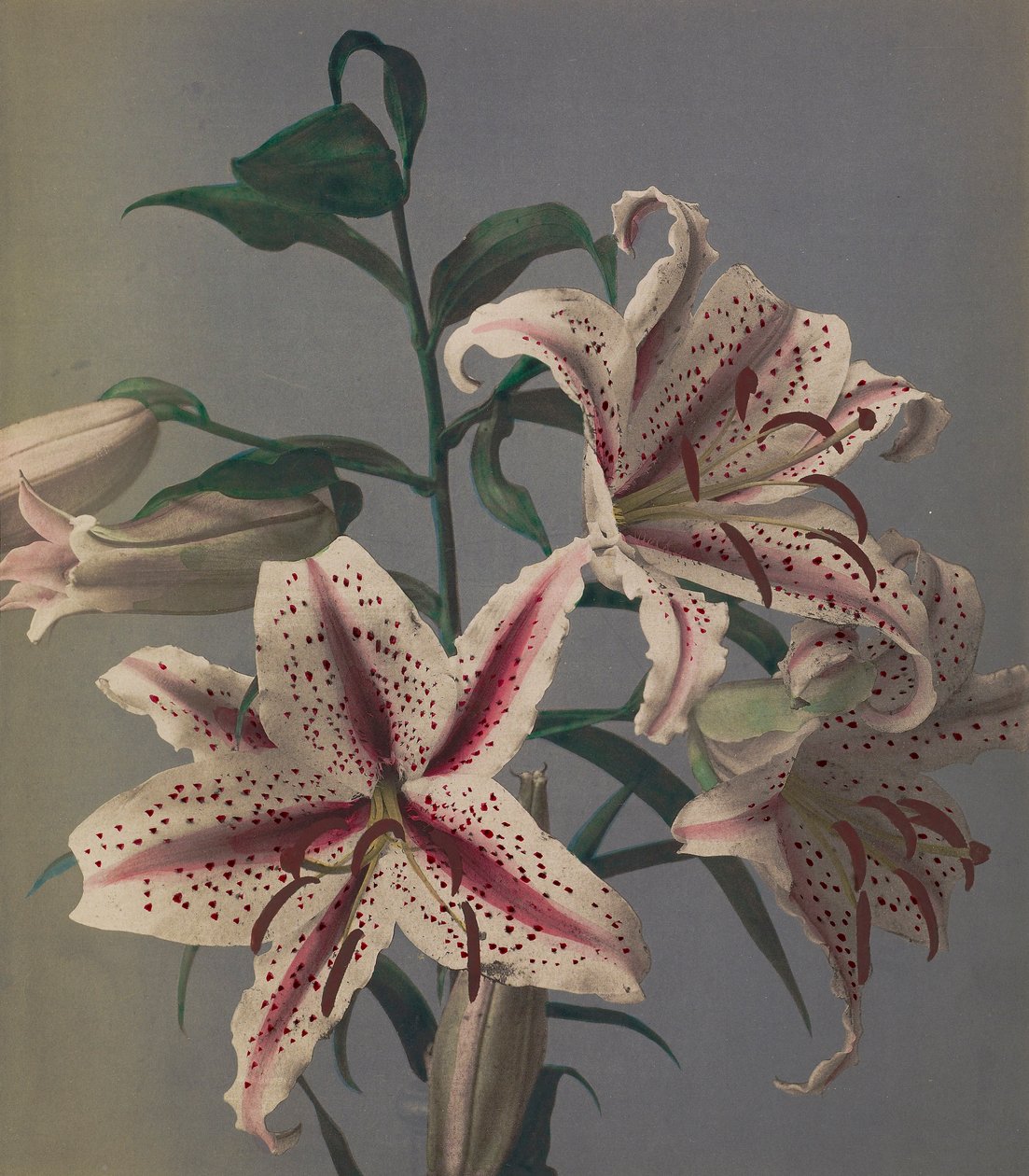 莉莉，1896年（手工色彩珂罗版） 作者 小川和正