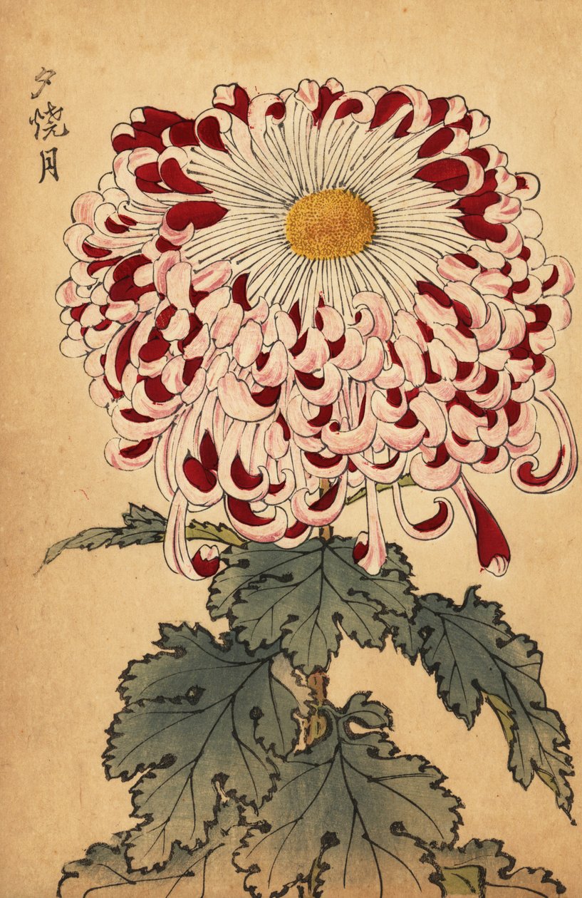 杂交深红白勺菊花，1893 年（雕刻） 作者 长谷川惠花