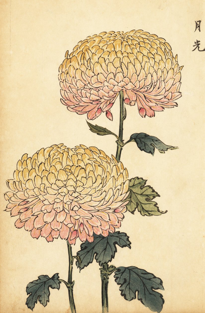 金色和粉色杂交绒菊，1893 年（雕刻） 作者 长谷川惠花