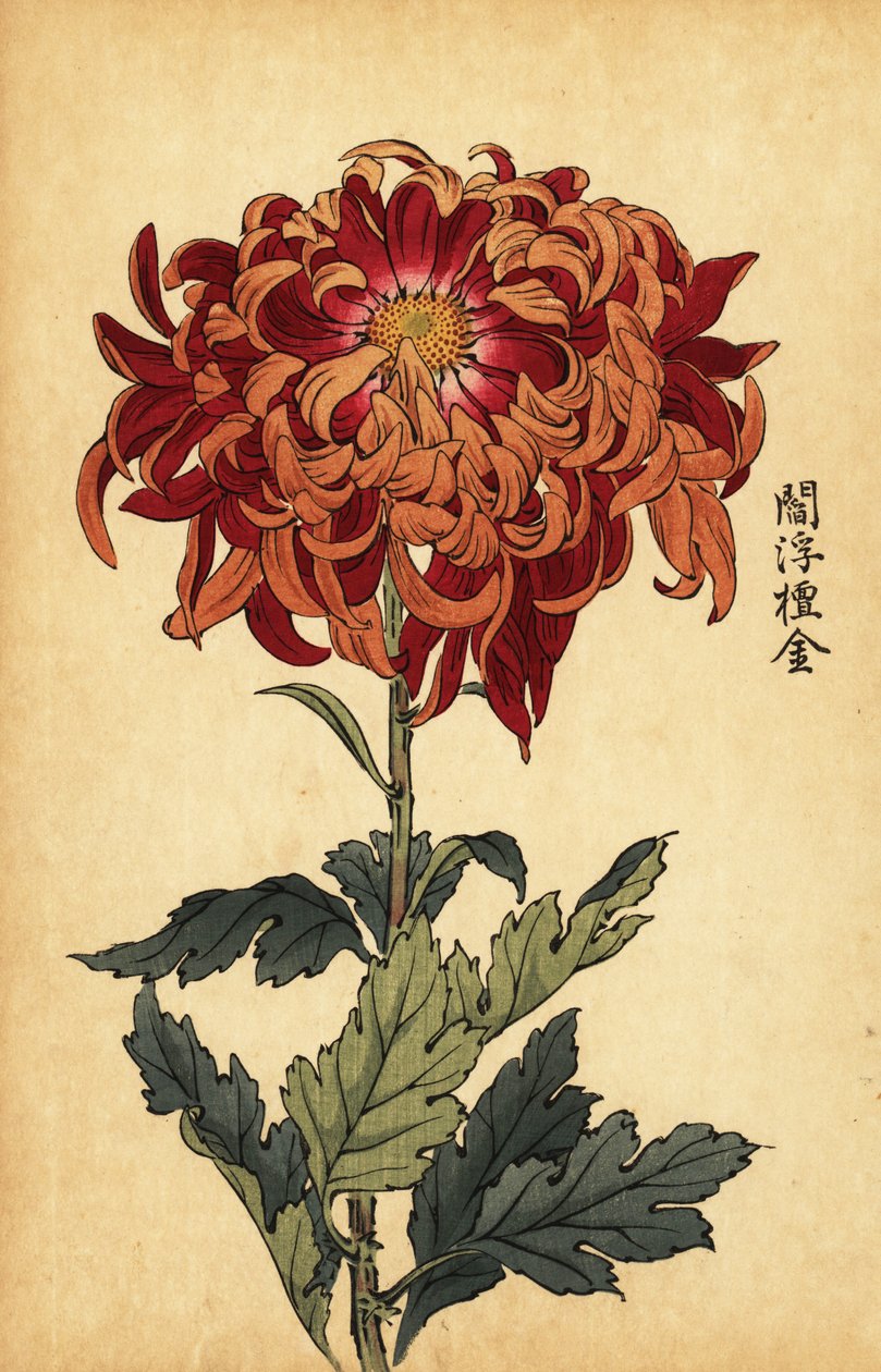 橙色和深红色菊花的混合体，1893 年（雕刻） 作者 长谷川惠花