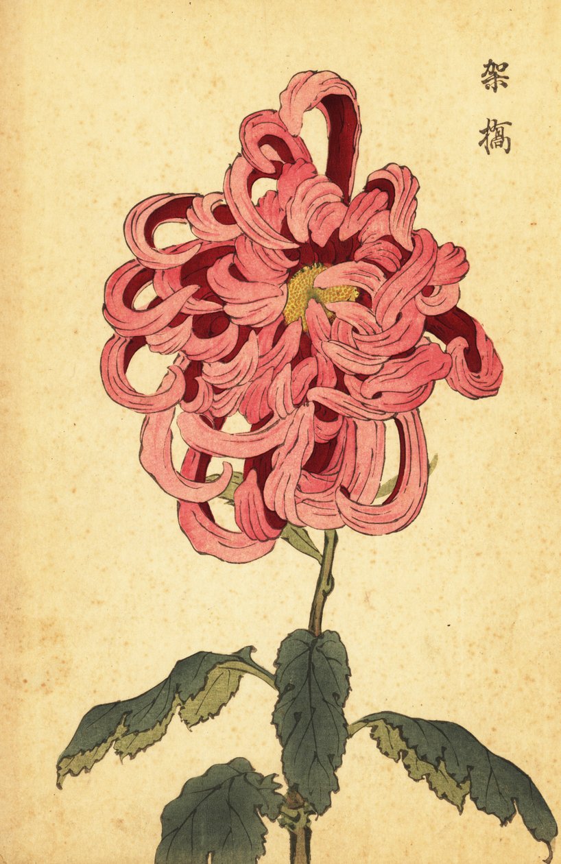 粉红色和深红色的混合菊花，1893 年（雕刻） 作者 长谷川惠花