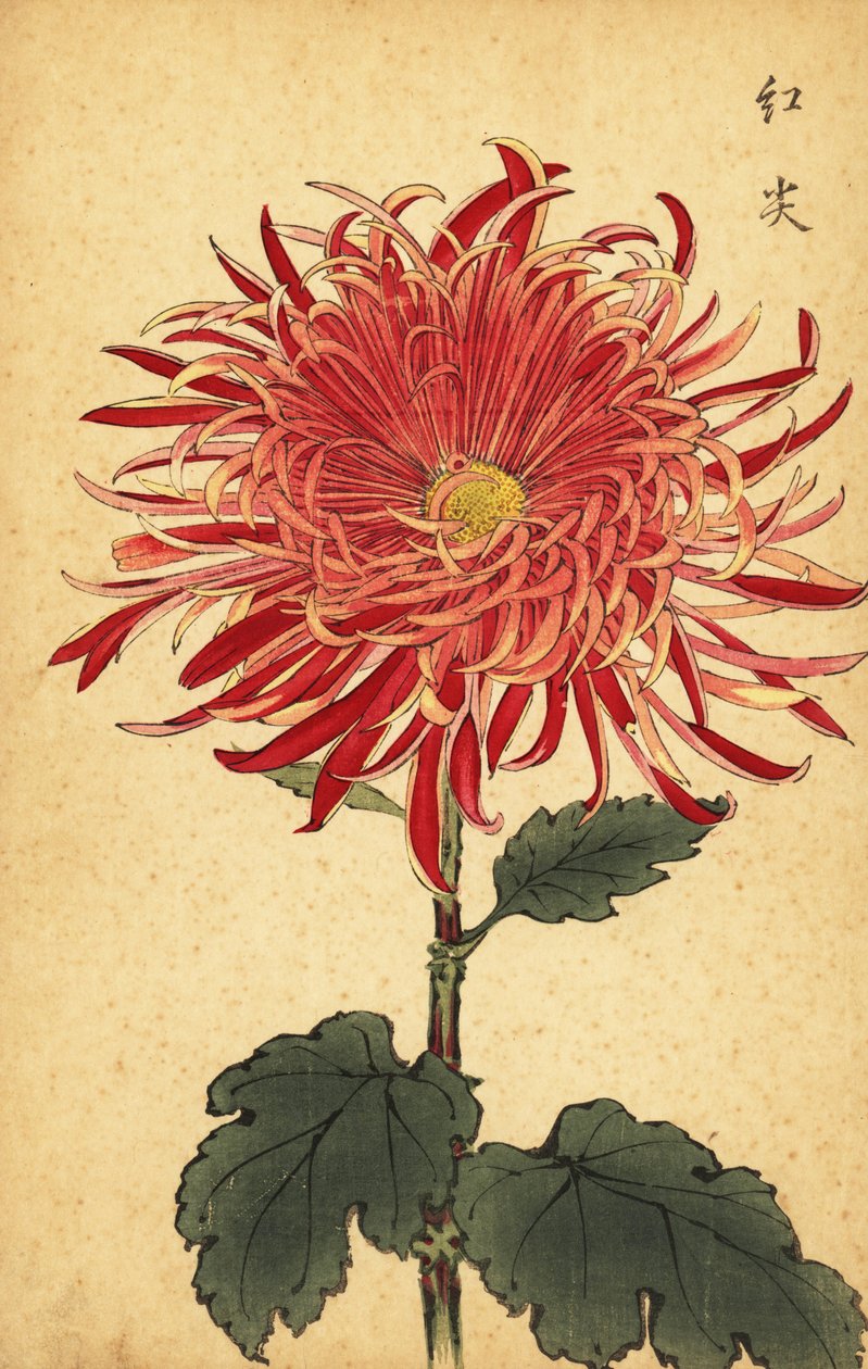 杂交粉红和深红菊花，1893 年（雕刻） 作者 长谷川惠花