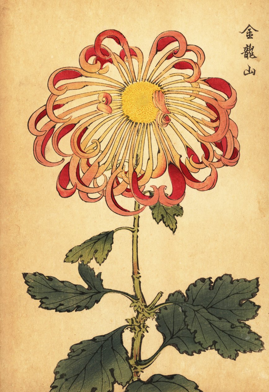 杂交粉红卷匙菊，1893 年（雕刻） 作者 长谷川惠花