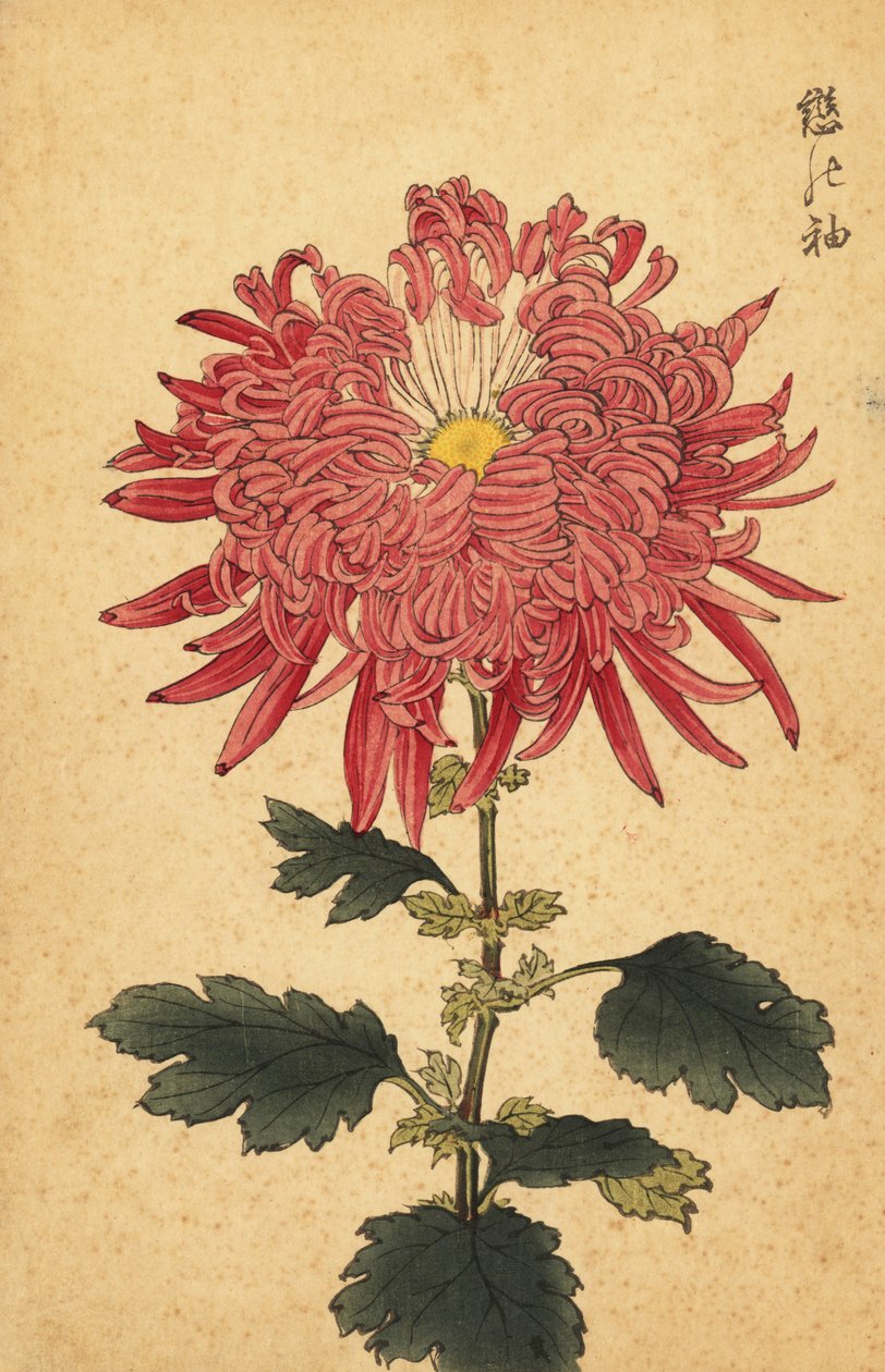 混合粉色羽毛菊花，1893 年（雕刻） 作者 长谷川惠花
