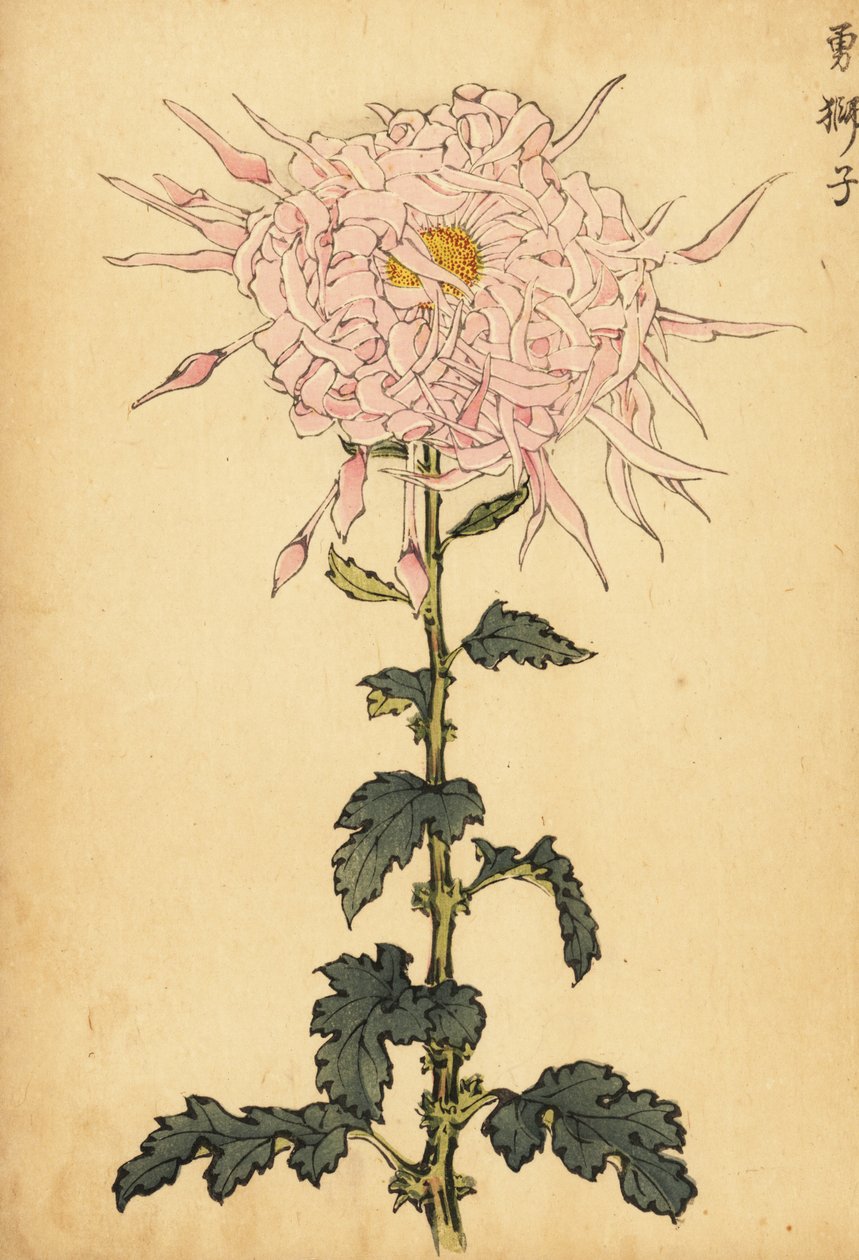 杂交粉红蜘蛛菊，1893 年（雕刻） 作者 长谷川惠花