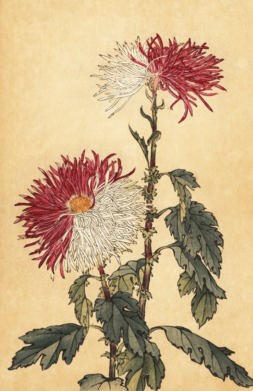杂交紫白被毛菊花，1893 年（雕刻） 作者 长谷川惠花