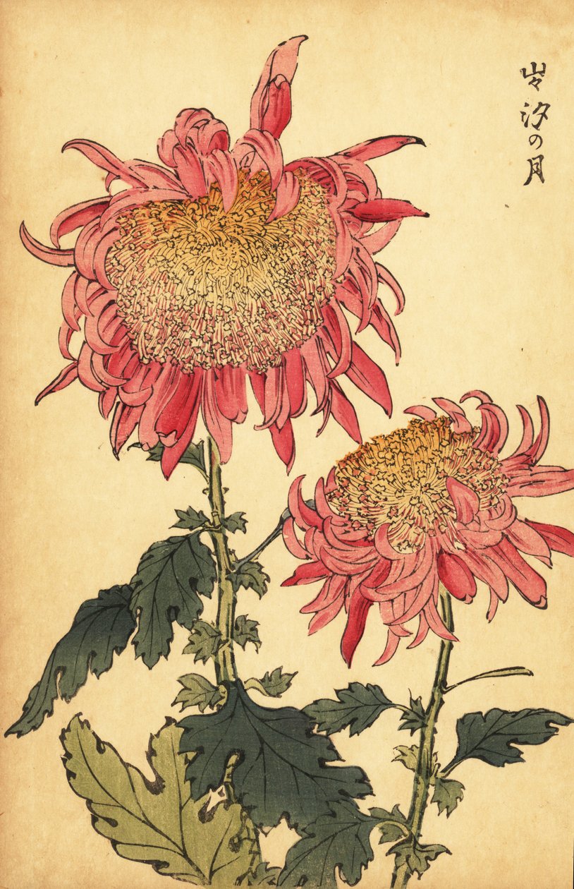 杂交鲑鱼粉色菊花，1893 年（雕刻） 作者 长谷川惠花