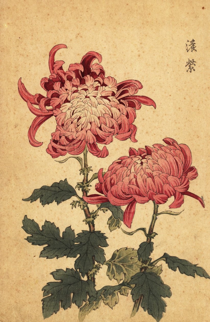 鲑鱼粉红菊花杂交，1893 年（雕刻） 作者 长谷川惠花