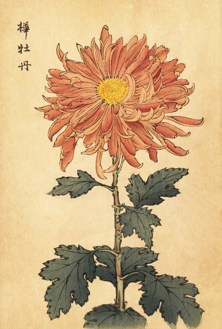 杂交鲑鱼粉色菊花，1893 年（雕刻） 作者 长谷川惠花