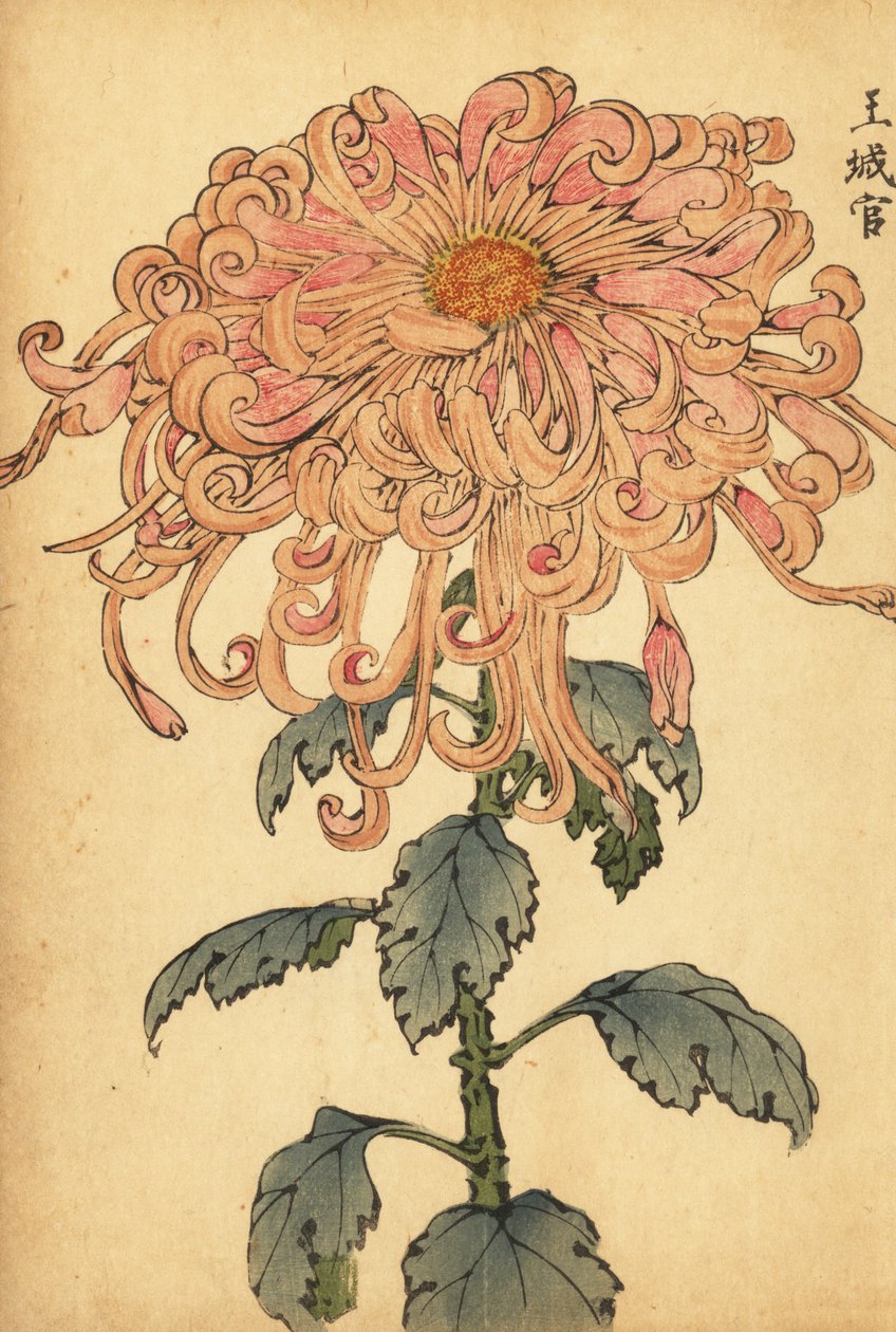 花瓣卷曲的杂交粉红色菊花，1893 年（雕刻） 作者 长谷川惠花