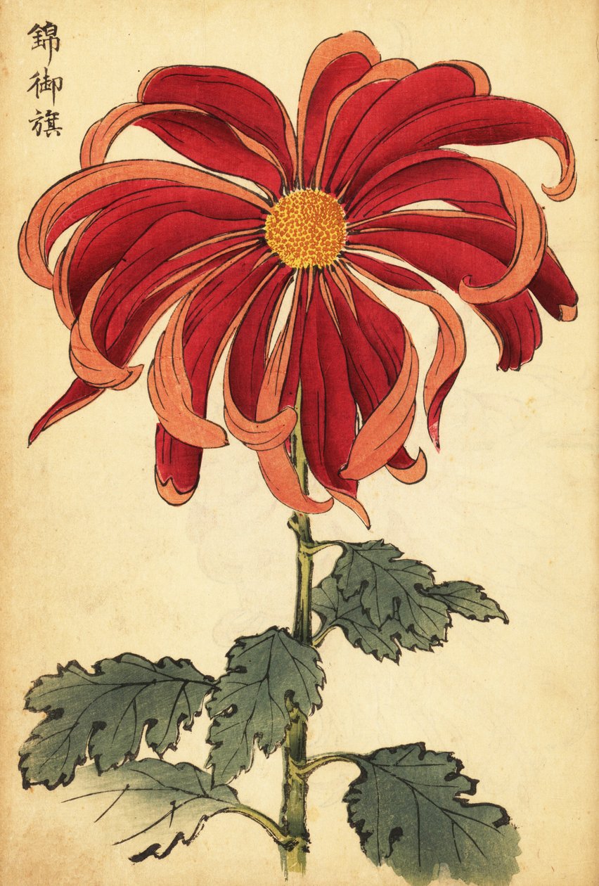 猩红色和粉红色杂交菊花，1893 年（雕刻） 作者 长谷川惠花