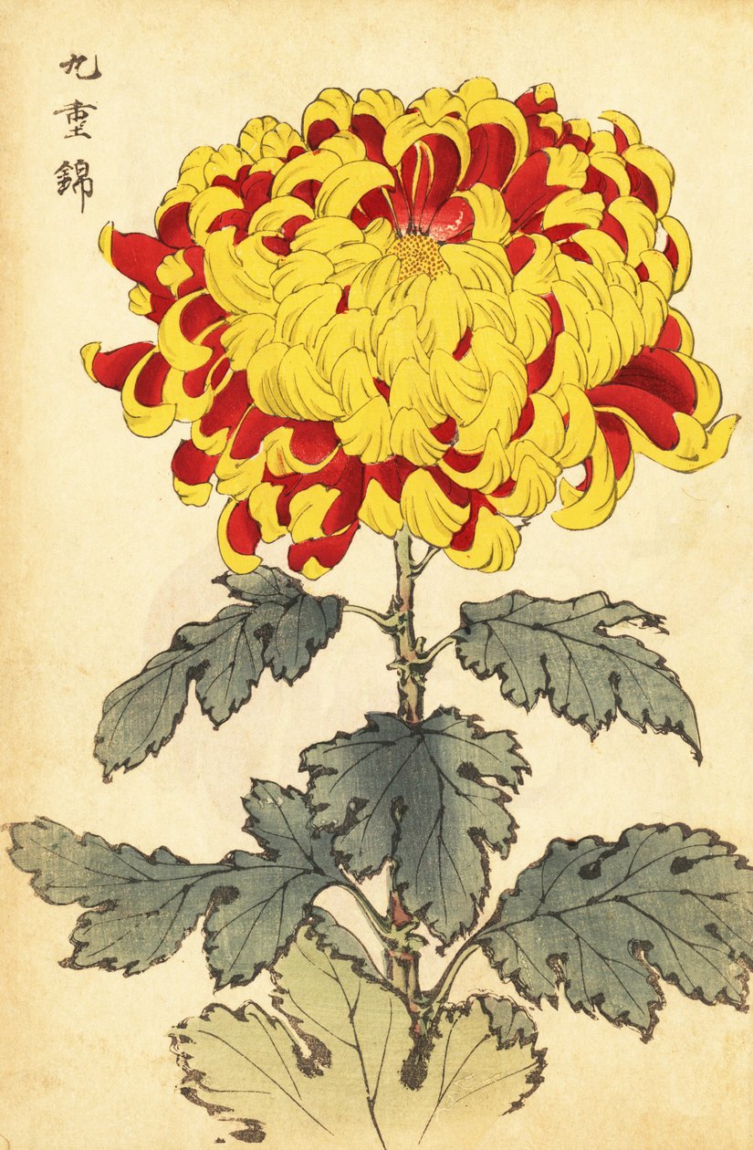 猩红色和黄色菊花的混合体，1893 年（雕刻） 作者 长谷川惠花
