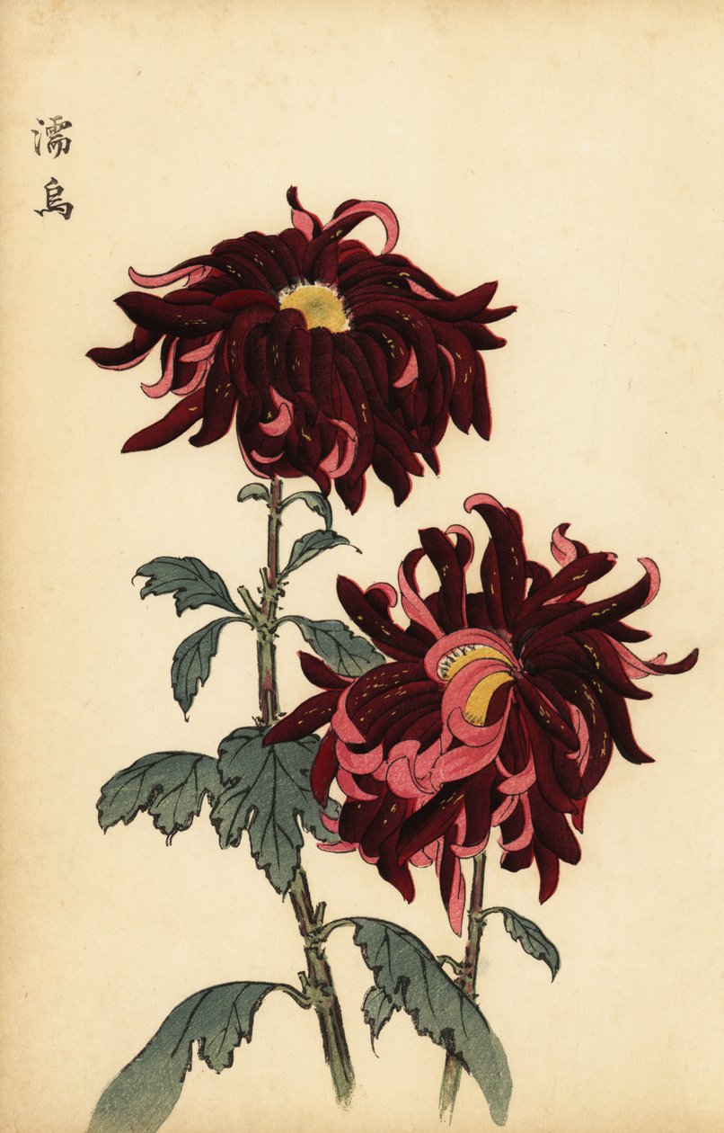 杂交变色深红和粉红菊花，1893 年（雕刻） 作者 长谷川惠花