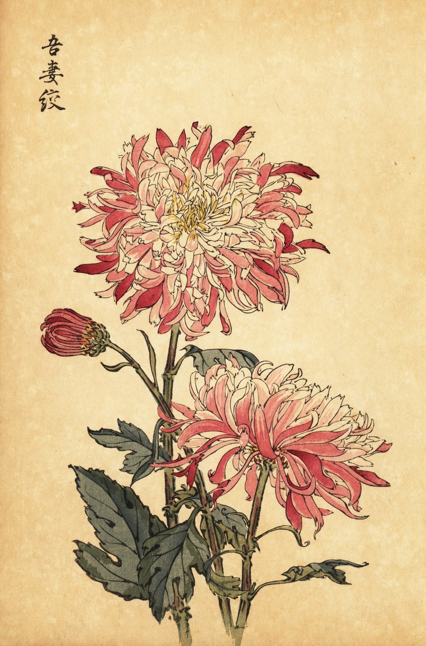 杂交变色白粉菊，1893 年（雕刻） 作者 长谷川惠花
