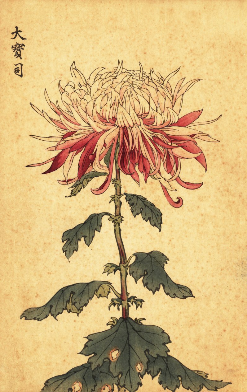 白色和深红色的混合勺菊花，1893 年（雕刻） 作者 长谷川惠花