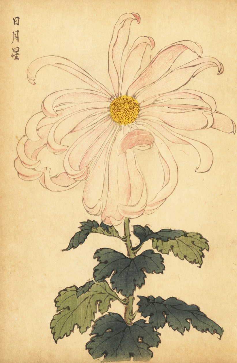 杂交白粉菊，1893 年（雕刻） 作者 长谷川惠花