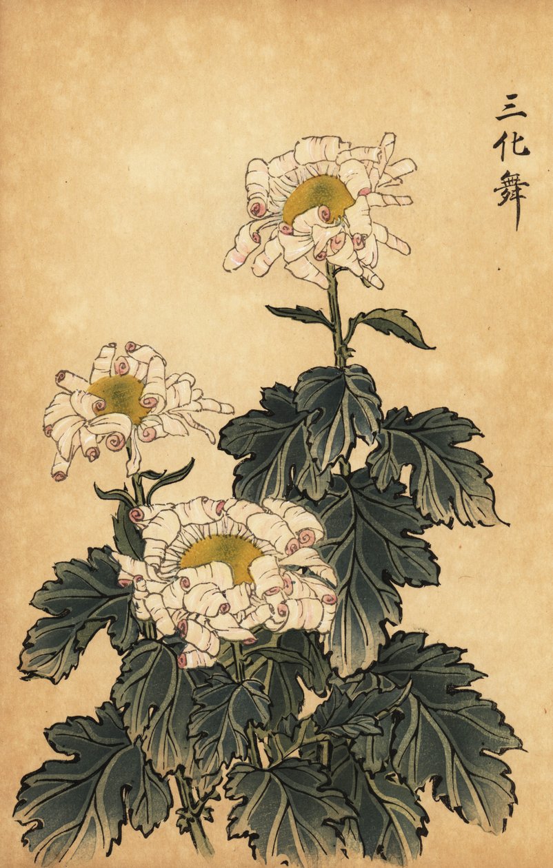 白色和粉色混合菊花，1893 年（雕刻） 作者 长谷川惠花