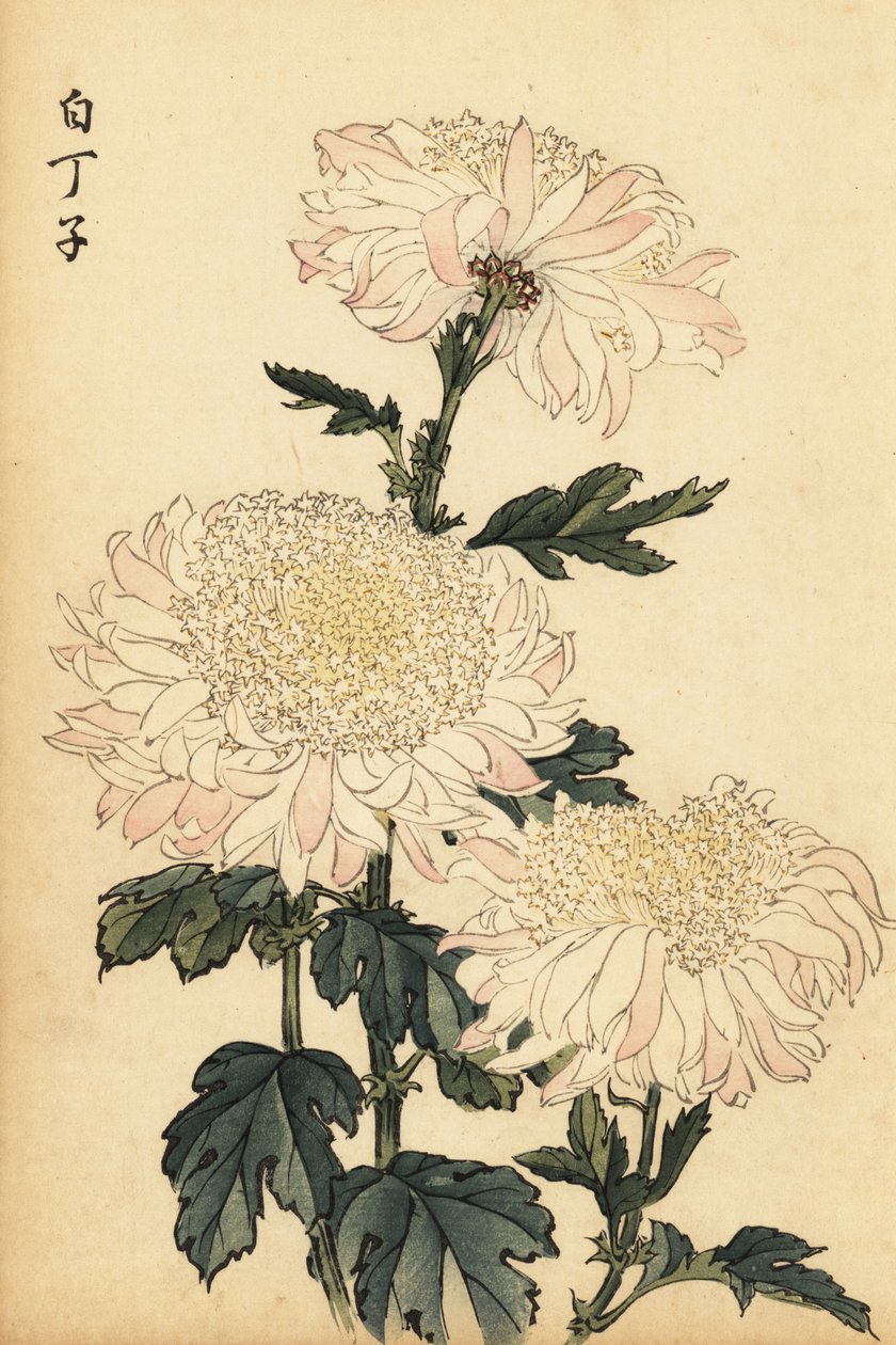 杂交白粉菊，1893 年（雕刻） 作者 长谷川惠花