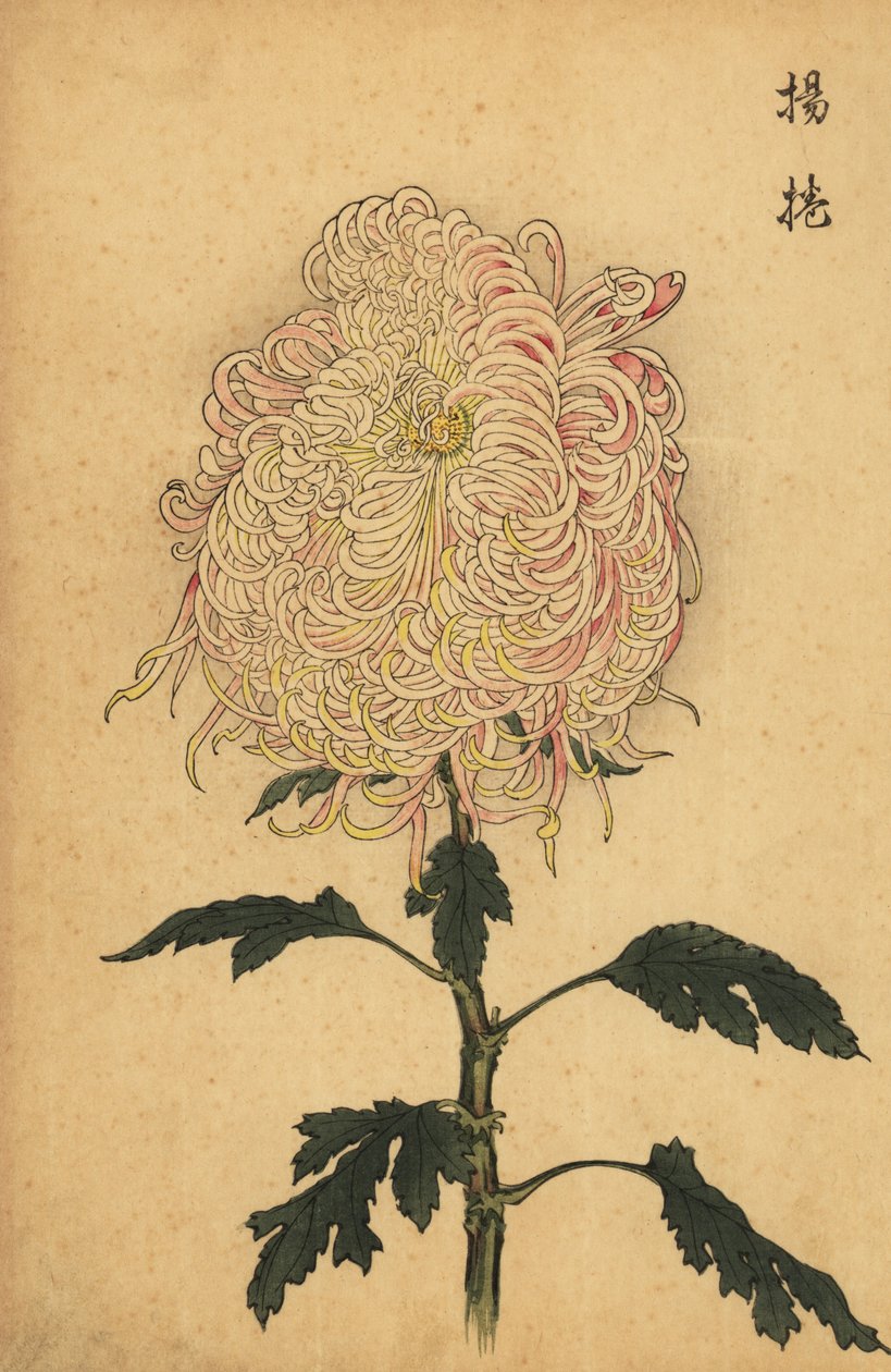 白色和粉色杂交被毛菊花......，1893 年（雕刻） 作者 长谷川惠花
