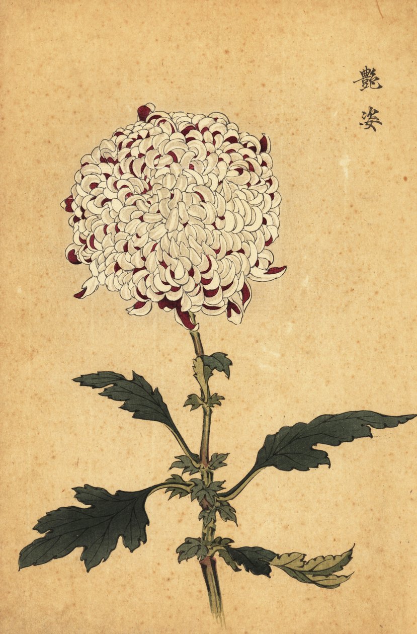 白色和紫色混合绒球菊花，1893 年（雕刻） 作者 长谷川惠花