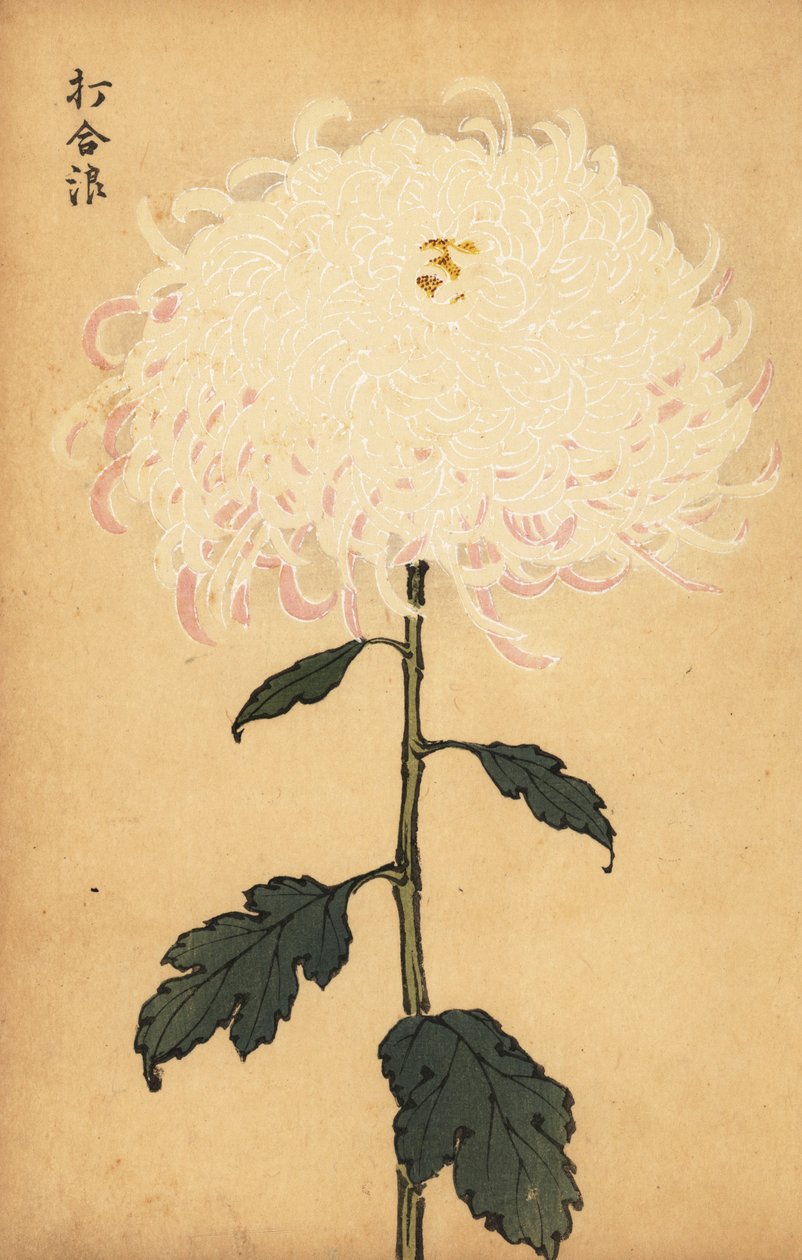 杂交白菊花，1893年（雕刻） 作者 长谷川惠花