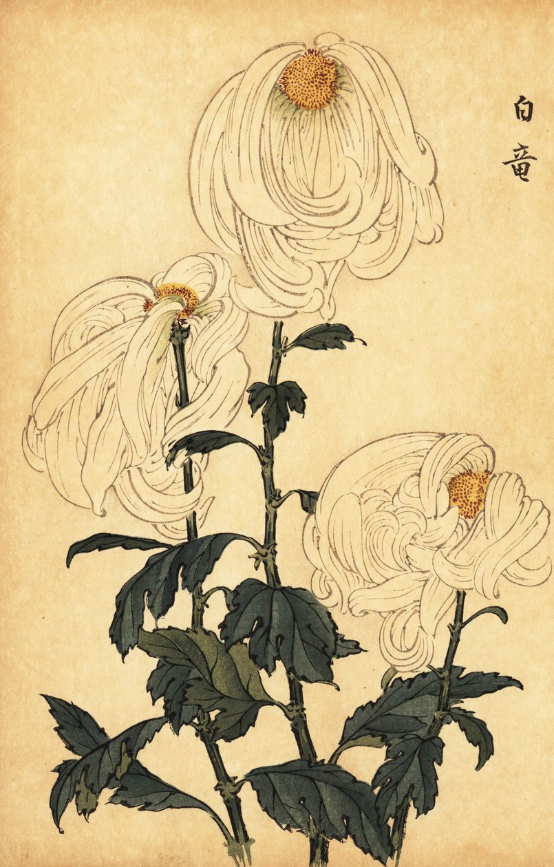 杂交白菊，1893 年（雕刻） 作者 长谷川惠花