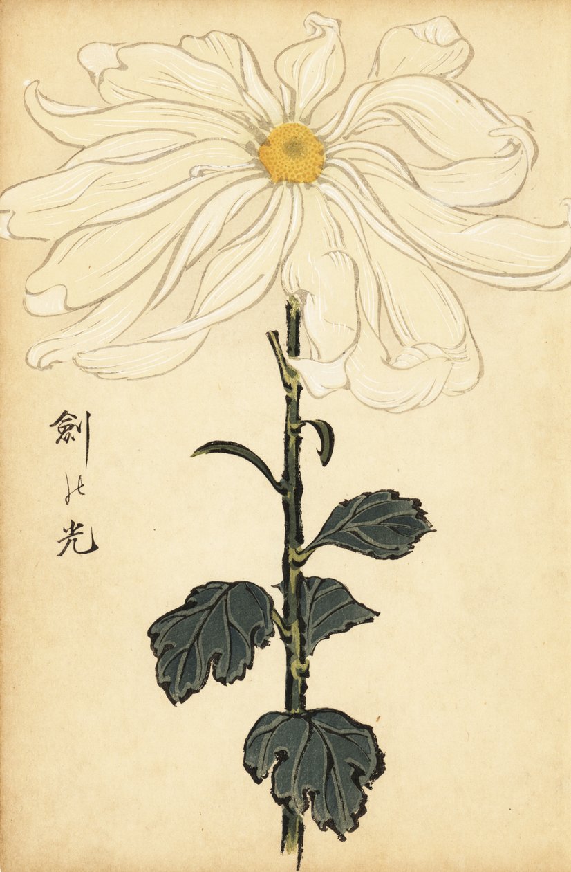 杂交白菊花，1893年（雕刻） 作者 长谷川惠花