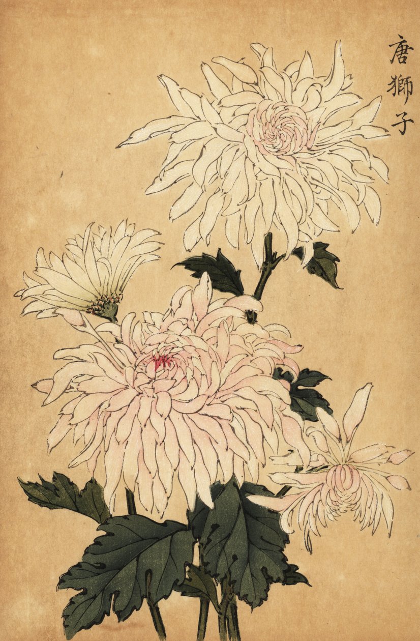 杂交白菊花，野菊花。 ,1893（雕刻） 作者 长谷川惠花