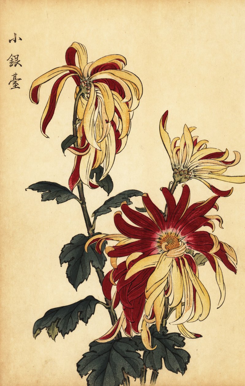 黄色和深红色杂交菊花，1893 年（雕刻） 作者 长谷川惠花