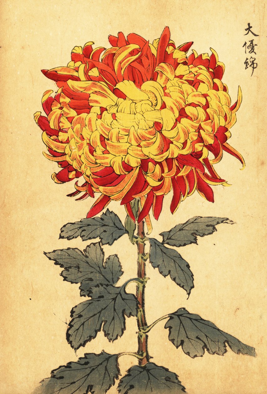 黄色和猩红色的混合绒球菊花，1893 年（雕刻） 作者 长谷川惠花
