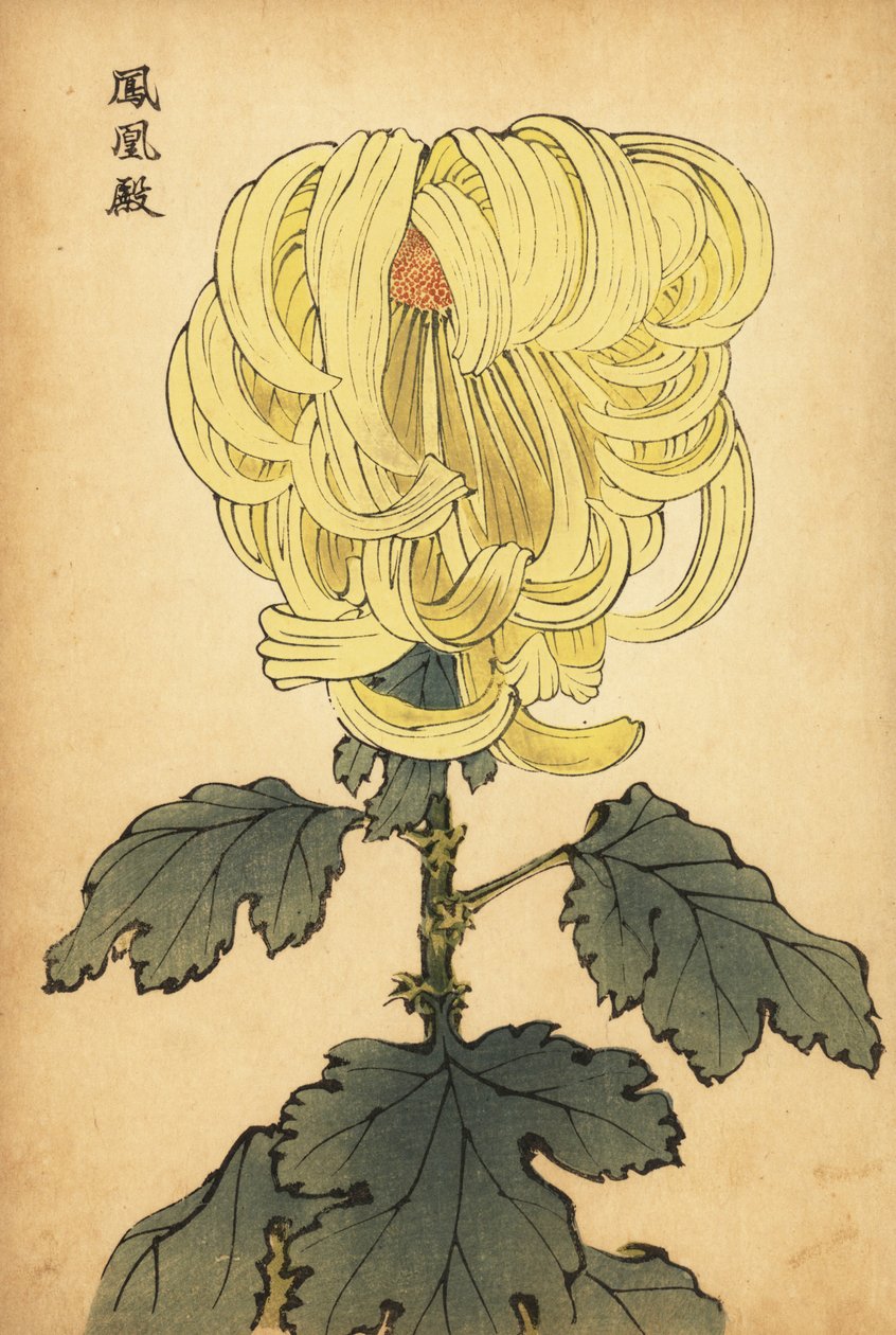 混合黄色内弯菊花，1893 年（雕刻） 作者 长谷川惠花