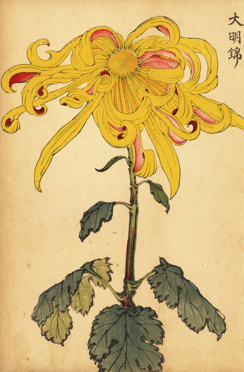 杂交黄色不规则菊花，1893 年（雕刻） 作者 长谷川惠花