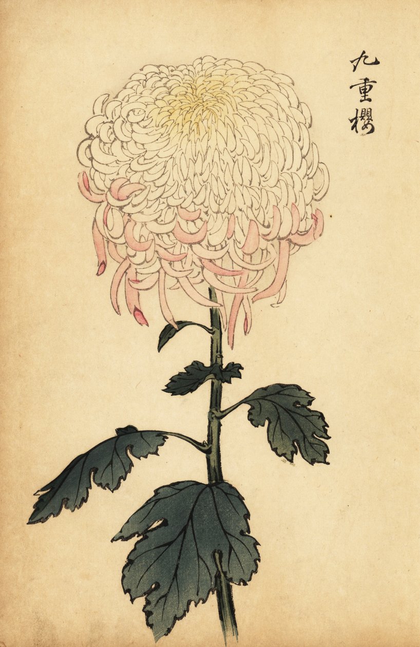 白色和粉色杂色菊花，1893 年（雕刻） 作者 长谷川惠花