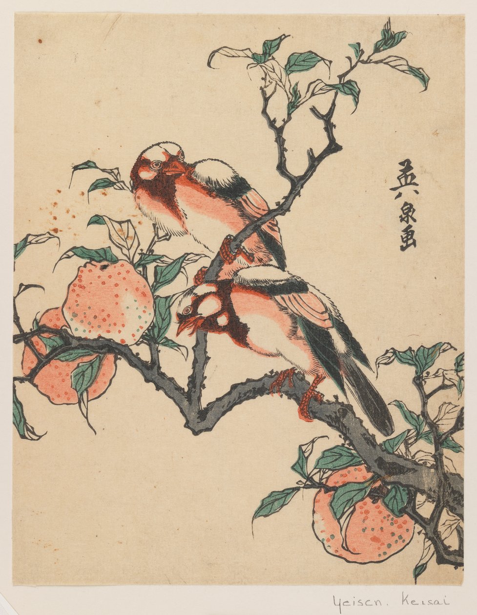 石榴和鸟类，c.1840（彩色木版画） 作者 京西铁