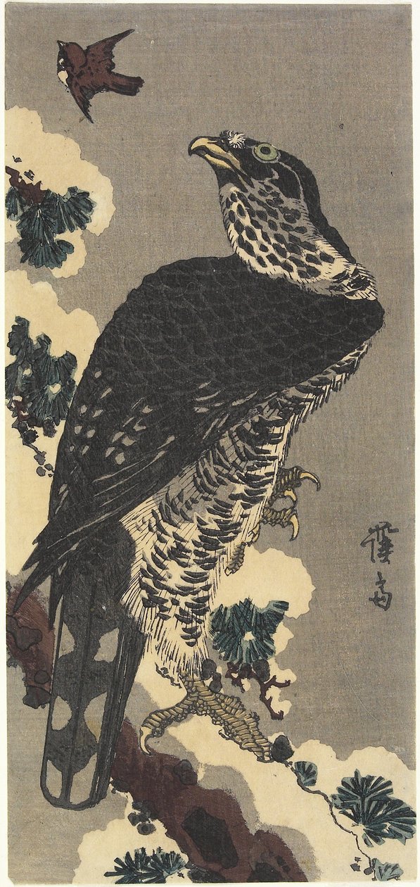 鹰和麻雀 作者 京西铁