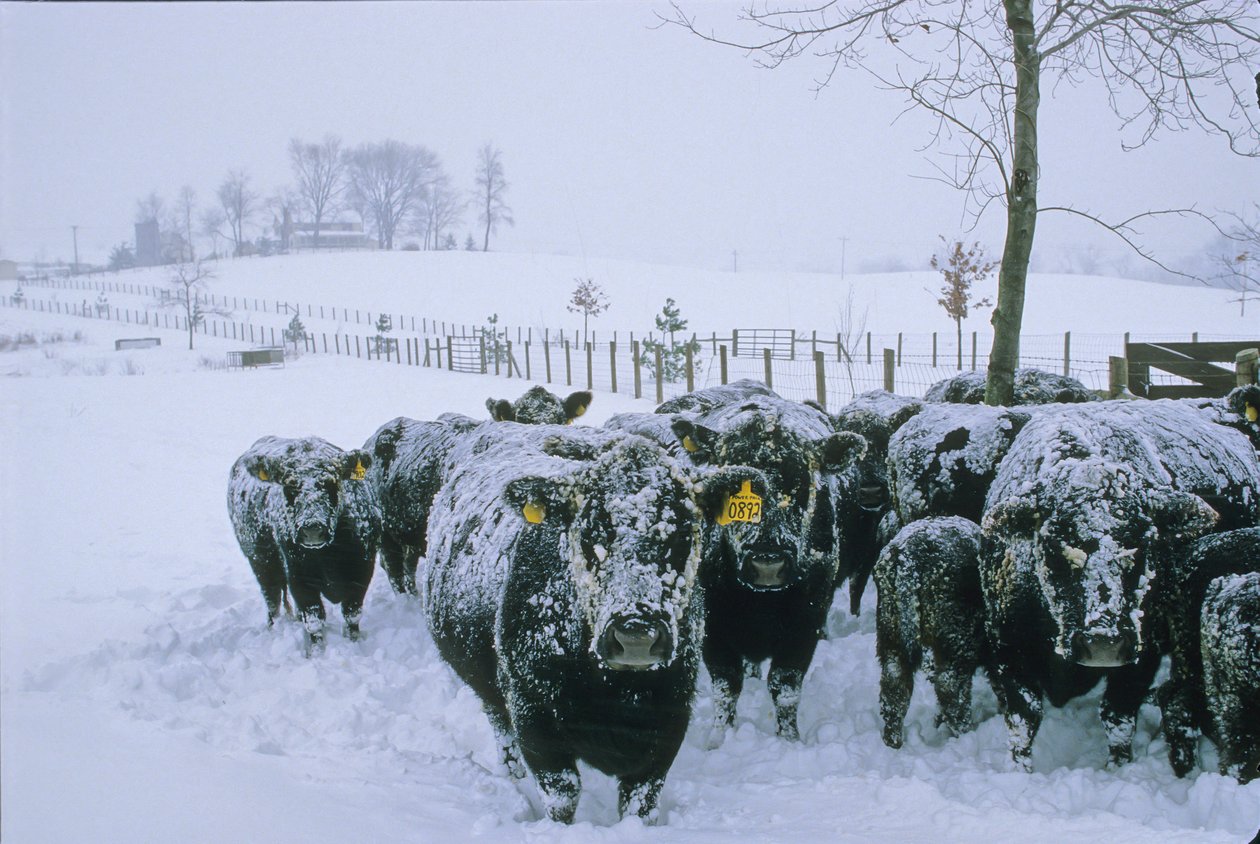 弗吉尼亚州福基尔县，牛群，冬季，雪，2006 年（照片） 作者 肯尼思·加勒特