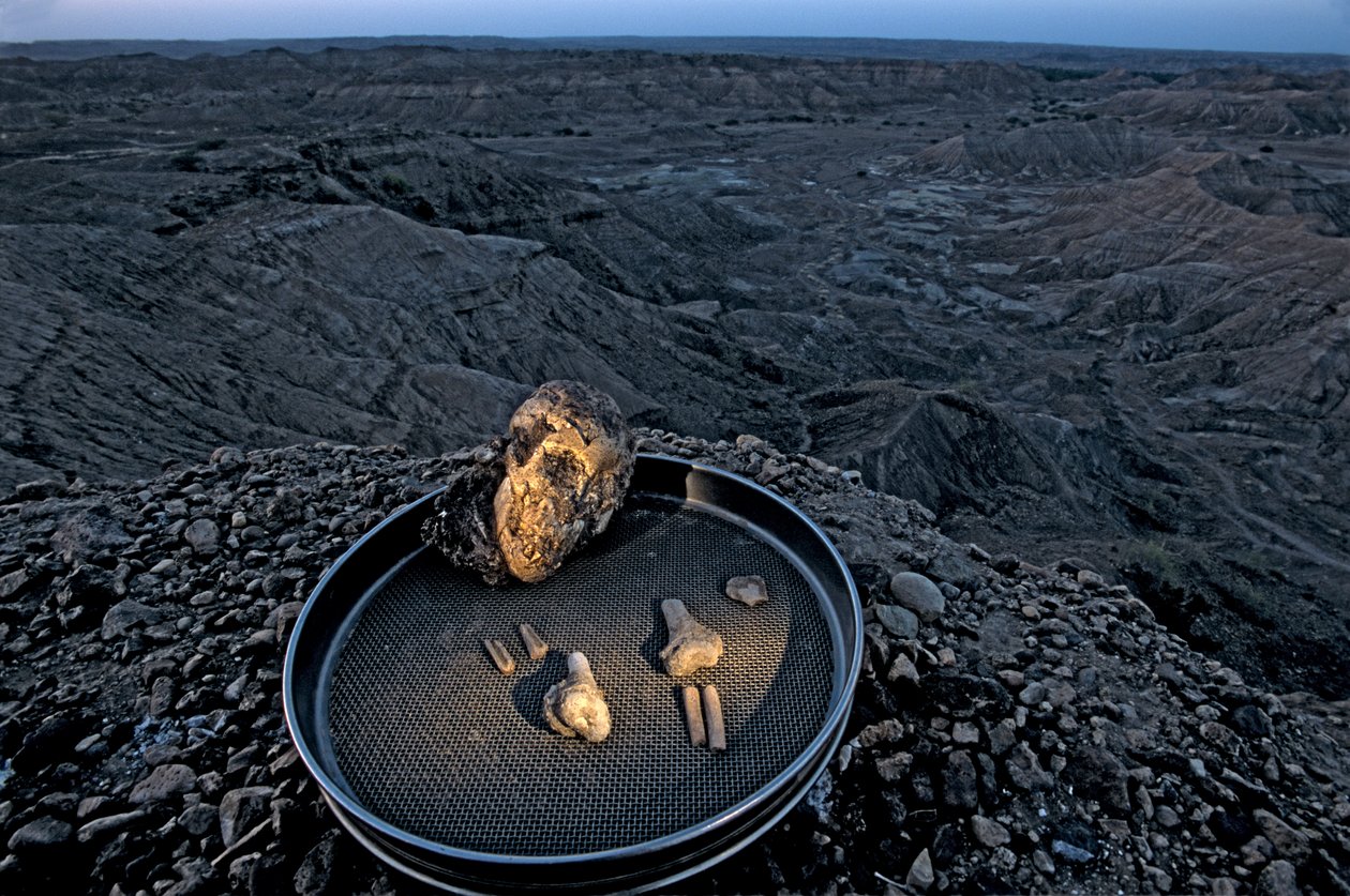 露西的孩子，Zeray Alemseged，Australopithicus Afarensis，埃塞俄比亚，古生物学家，......，2006 年（照片） 作者 肯尼思·加勒特