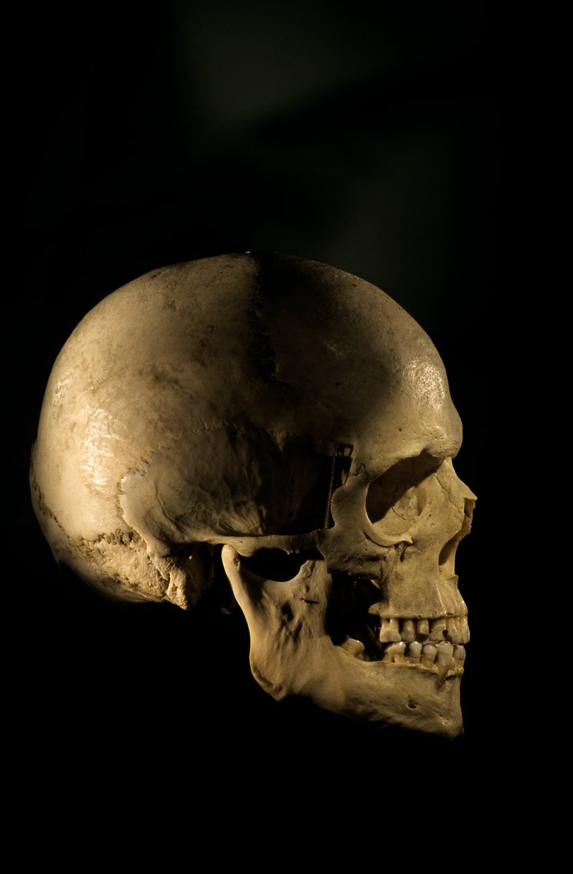 现代人类头骨，科学研究骨骼乔治华盛顿大学，2000 年（照片） 作者 肯尼思·加勒特