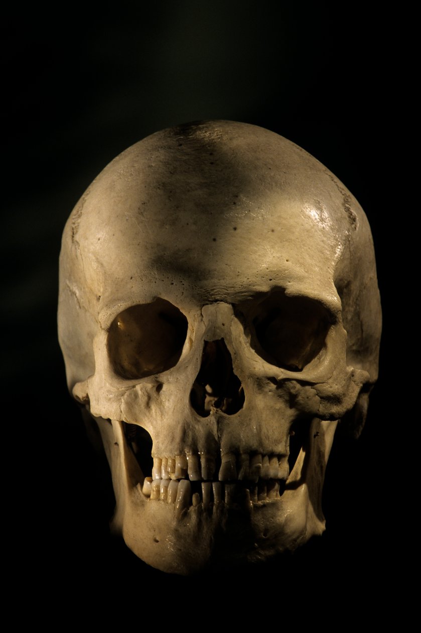 现代人类头骨，科学研究骨骼，乔治华盛顿大学，2000 年（照片） 作者 肯尼思·加勒特