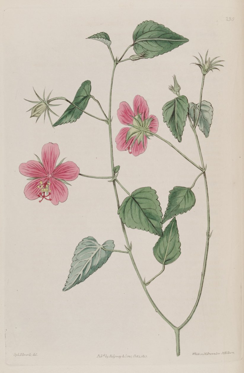 Hibiscus_phoeniceus 作者 克高勒