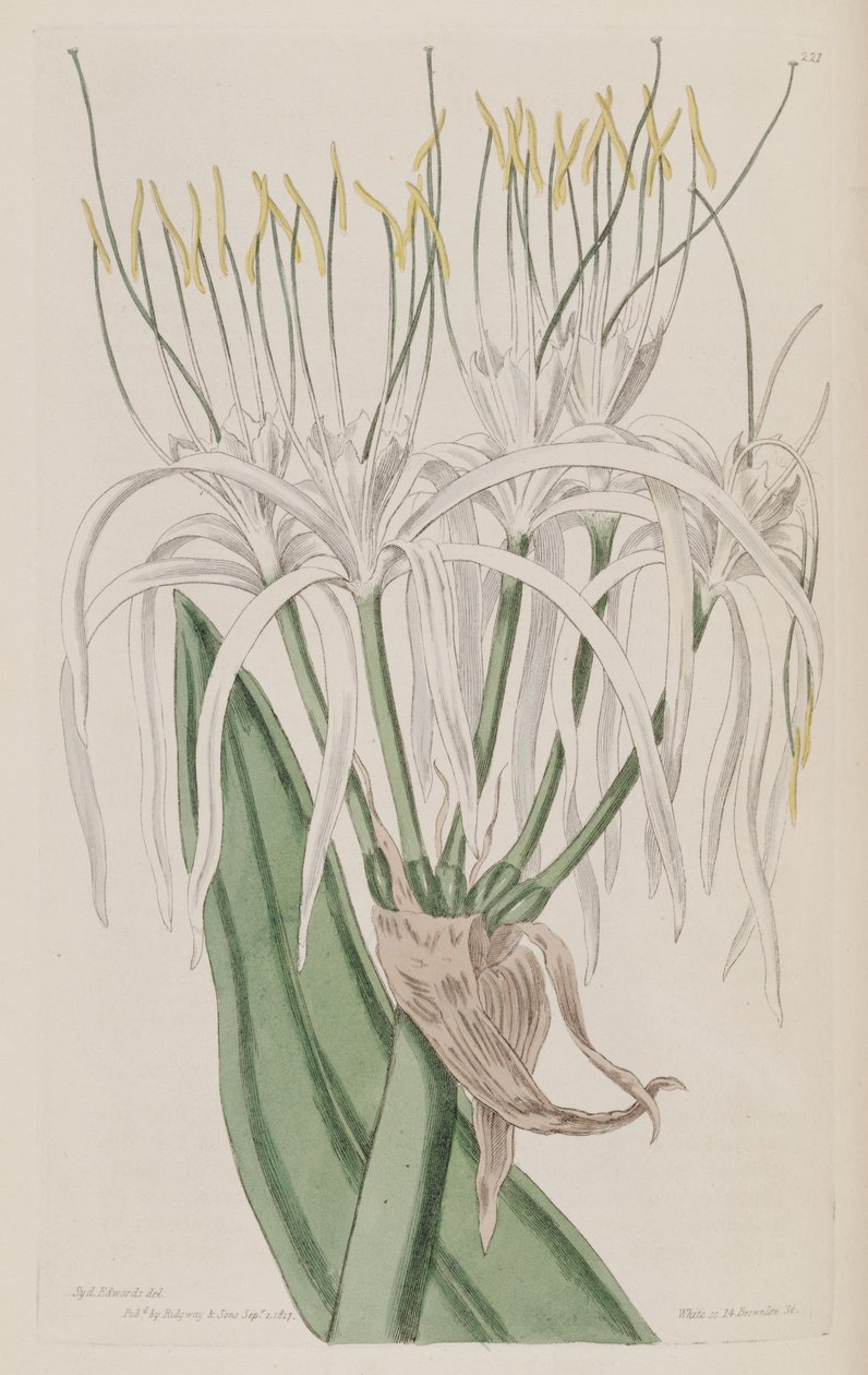Hymenocallis caribaea 作者 克高勒
