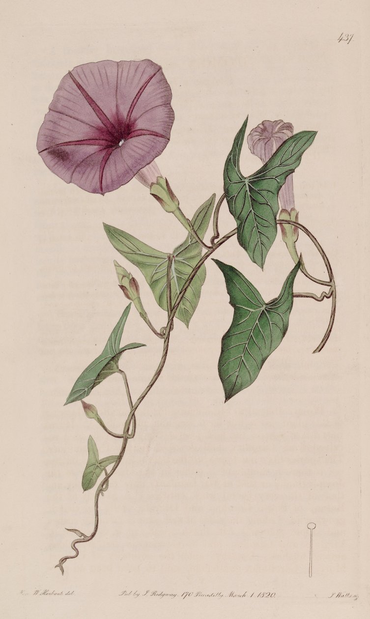 Ipomoea sagittata 作者 克高勒