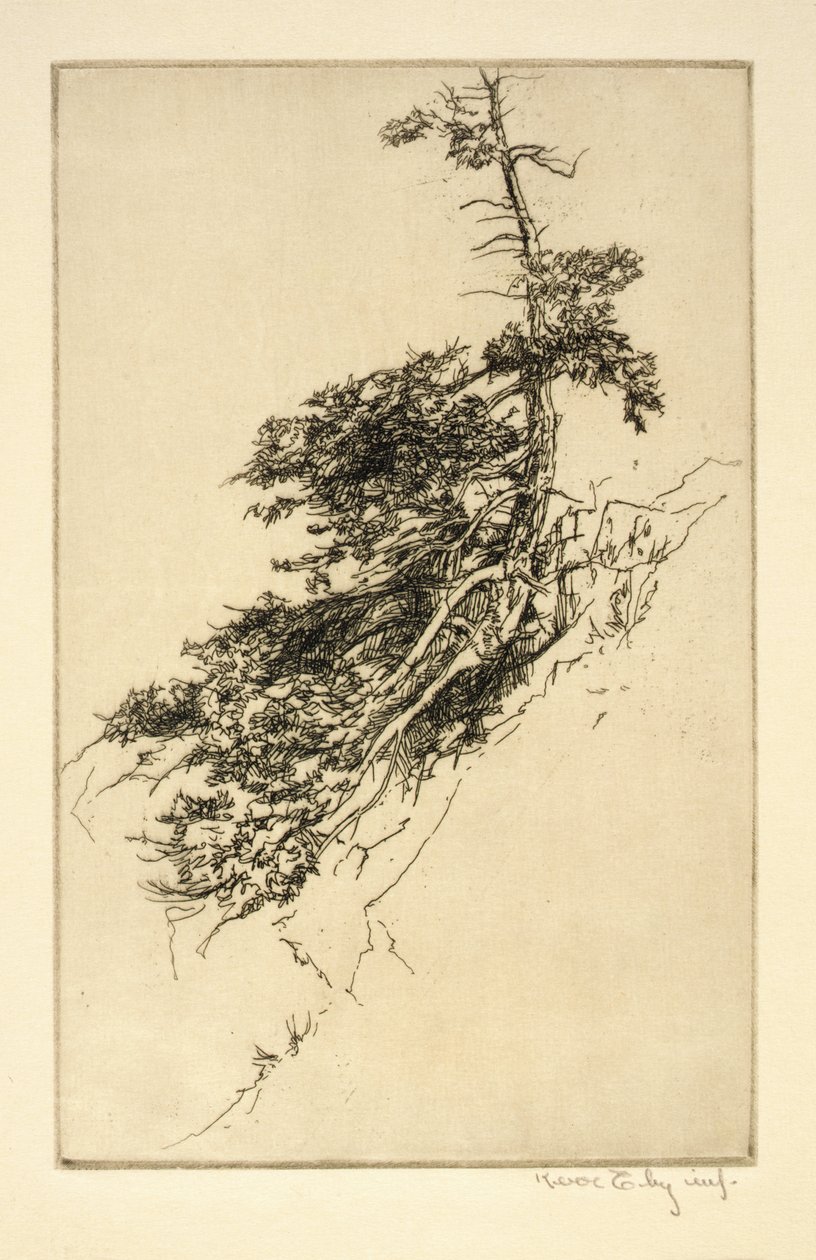 小岩松 作者 克尔艾比