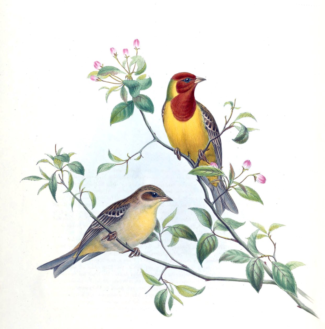 Emberiza bruniceps 作者 克尔斯蒂·内贝尔西克（Kersti Nebelsiek）