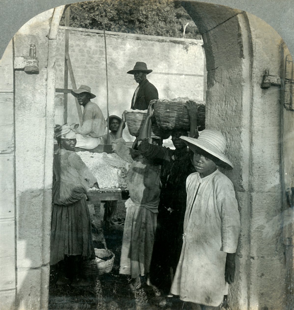 1893年，多米尼加，多米尼加，从豆荚中提取的可可粉。 作者 Keystone View公司